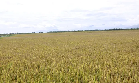 Xuất khẩu gạo 4 tháng: Giá trị tăng dù lượng giảm