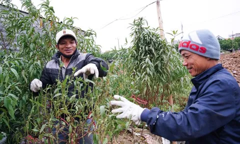 Làng hoa Hà Nội hối hả vụ tết