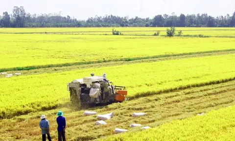 “Thời điểm vàng” để Việt Nam quảng bá thương hiệu gạo