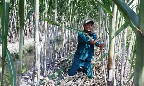 Đường ngoại “báo hại” đường nội và giải pháp trong tình hình mới