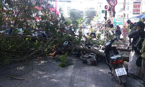 Thành phố Hồ Chí Minh: Giảm nỗi lo cây xanh gãy, đổ