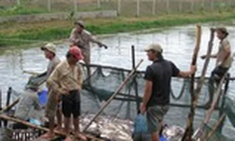 Nhiều hộ thua lỗ cá tra đã chuyển sang nuôi cá trê, cá lóc