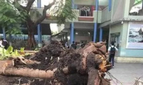 Công ty Công viên cây xanh TP.HCM nói gì về sự cố cây phượng ngã đổ trong sân trường?