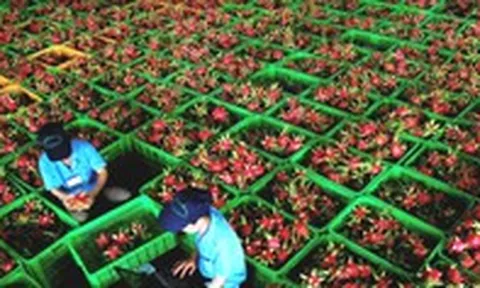 Doanh nghiệp được tự chứng nhận xuất xứ hàng hóa khi xuất khẩu vào EU