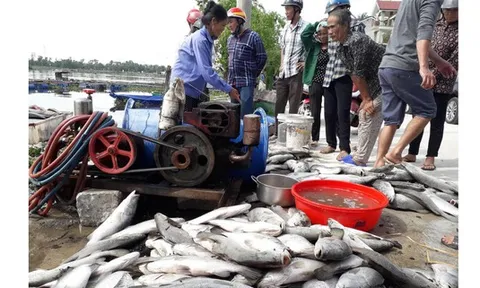 Hàng tấn cá nuôi trong lồng bè trên sông bị chết hàng loạt chưa rõ nguyên nhân