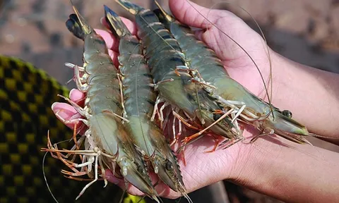 Xuất khẩu tôm sang EU: Cần sớm xây dựng thương hiệu