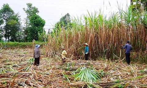 Vị đắng mía đường