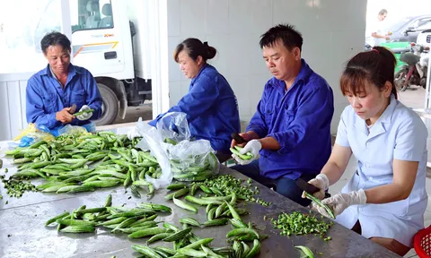 Hà Nội: Phát triển chuỗi cung ứng nông sản an toàn
