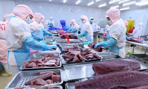 Xuất khẩu cá ngừ vào EU kỳ vọng đạt 123 triệu USD