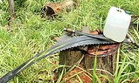 Xem xét trách nhiệm của kiểm lâm trong vụ “xẻ thịt” hơn 100m³ gỗ ở Gia Lai