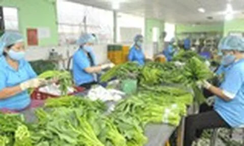 Nhiều tín hiệu tốt cho xuất khẩu nông sản, gia cầm