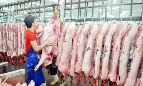 Giá thịt heo đang “rất nghịch lý”