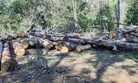 Lợi dụng dự án để phá rừng