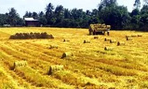 Nhanh chóng đưa 30.000 tấn gạo thơm sang EU