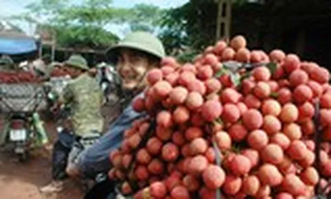 Tin vui bất ngờ cho trái vải Việt Nam