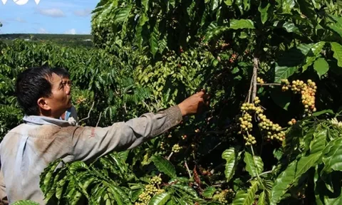 Việt Nam trước cơ hội trở thành số 1 thị trường cà phê thế giới