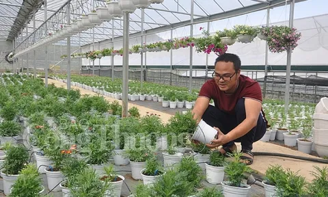 Hoa nở trên Cao Sơn