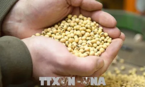 Giá nông sản Mỹ tuần qua đi lên