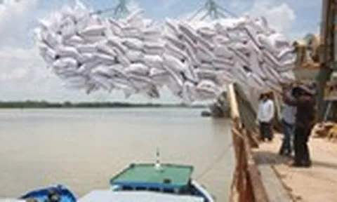 Giá lúa tăng nhẹ sau quyết định cho xuất khẩu gạo trở lại