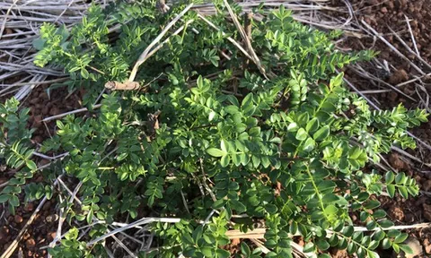 Trồng cây mọc hoang để lấy lá, thu tiền tỷ mỗi năm