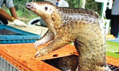 Tê tê mang virus mới tương tự Covid-19