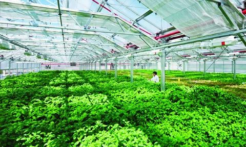 Đã có 12.581 doanh nghiệp đầu tư vào nông nghiệp