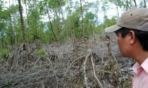 Chỉ đạo di dời dân cư trú trái phép ra khỏi Vườn Quốc gia Mũi Cà Mau