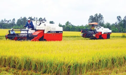 Cơ hội với hạt gạo Việt Nam