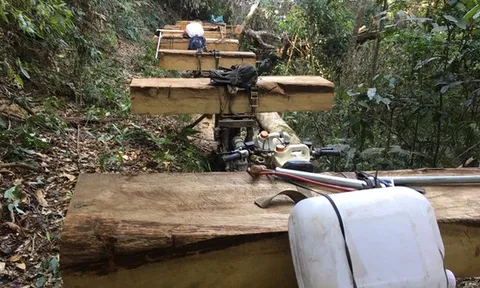 Điều tra, xử lý nghiêm vụ phá rừng ở Kon Tum