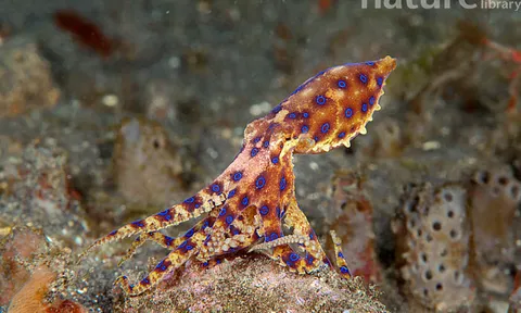 Cảnh báo loại động vật “bản sao” dễ nhầm với bạch tuộc nhưng có nọc độc gấp 50 lần rắn hổ mang, hàm lượng nhỏ vẫn giết chết 10 người trên 70kg