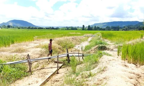 Ruộng đồng khô khát bên công trình thủy lợi trăm tỷ chưa bàn giao đã nát