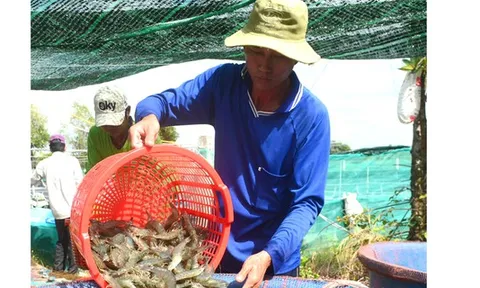 Giá tôm làm khó người nuôi và doanh nghiệp