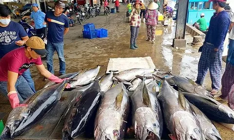 Chuyển biến tích cực trong việc gỡ “thẻ vàng” thủy sản