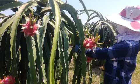 Thanh long bất ngờ tăng giá gấp hơn 3 lần