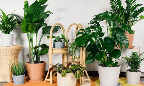 Tự tạo một không gian sống trong lành