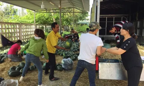 Nhóm thiện nguyện tại Huế “giải cứu” dưa hấu cho nông dân và hỗ trợ bé 8 tháng tuổi ghép gan