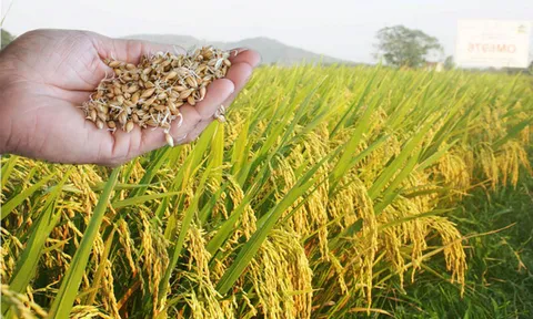 Xuất cấp hạt giống cây trồng cho Ninh Thuận và Bình Thuận