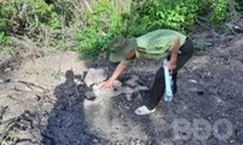 Bình Định: Điều tra vụ tàn phá 18 cây gỗ rừng ở Thượng Sơn