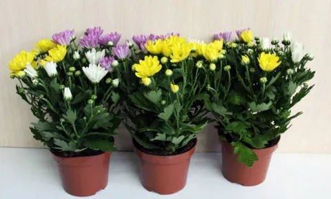 12 loại cây cảnh giúp thanh lọc độc tố trong không khí