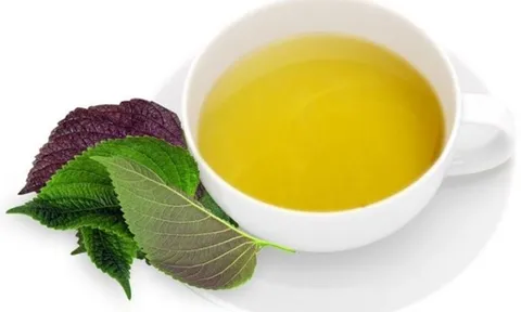 12 tác dụng tuyệt vời của cây tía tô có thể bạn chưa biết