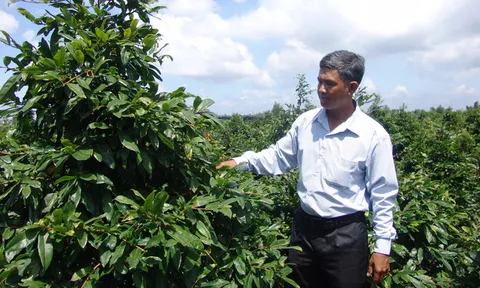 TP.HCM: Lo hoa tết ế ẩm vì dịch Covid-19, làng mai Bình Lợi chuẩn bị cung ứng 20.000 cây