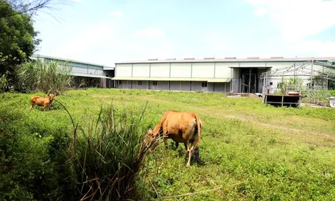 Nhà máy chế biến đầu tư hàng trăm tỷ đồng bị bỏ hoang