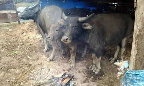 Ứng phó rét hại, không để trâu, bò tiếp tục chết rét