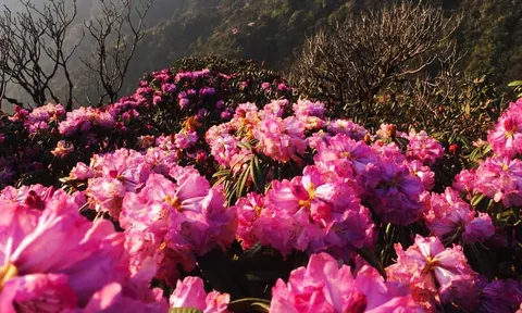 Nữ hoàng đỗ quyên tưng bừng “bung lụa” trên đỉnh Fansipan