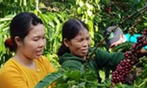 NESCAFÉ Plan 10 năm gắn kết nông dân nâng cao chất lượng cà phê Việt