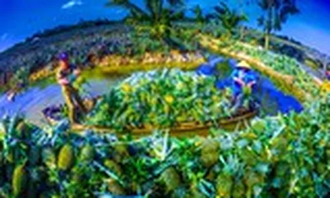 Bàn cách giảm chi phí cho nông sản ĐBSCL