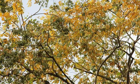 Hàng cây sưa quý ở Hà Nội bất ngờ rụng lá sau khi từ chối bán