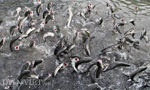 Anh nông dân Cần Thơ gọi cả vạn con cá lóc nhảy múa trên mặt nước