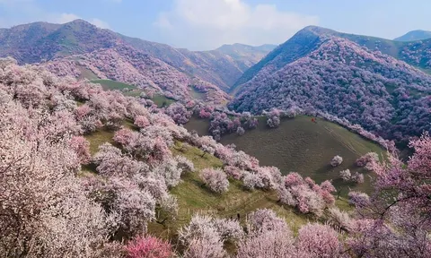 Lạc bước giữa thung lũng mùa xuân với sắc hoa rực rỡ tưởng chỉ có trong thần thoại