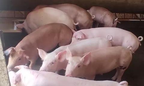 Giá heo hơi ngày 12/5: Biến động trái chiều trên cả ba miền